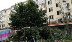 闵行丽园小区爆料视频曝光