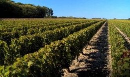 刘老师爆料麦田视频大全,麦田视频大全背后的惊人真相