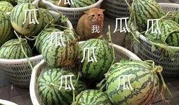 娱乐吃瓜在国外火不火,娱乐吃瓜现象，国外热度如何？