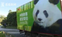 熊猫明星爆料视频,揭秘幕后故事与趣味瞬间