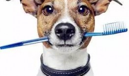 狗仔如何爆料狗粮视频讲解