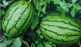 中山网红吃瓜事件,揭秘网络舆论的风云变幻