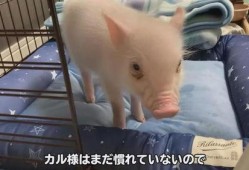 可爱小猪视频在线观看,可爱小猪视频在线观看，萌趣瞬间尽收眼底